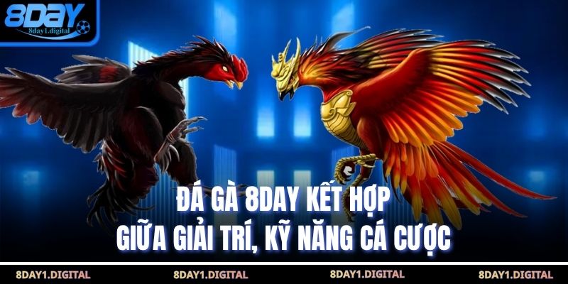 Đá gà 8day kết hợp giữa giải trí, kỹ năng cá cược 