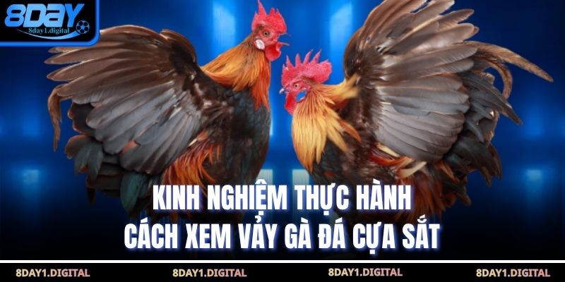 Kinh nghiệm thực hành cách xem vảy gà đá cựa sắt